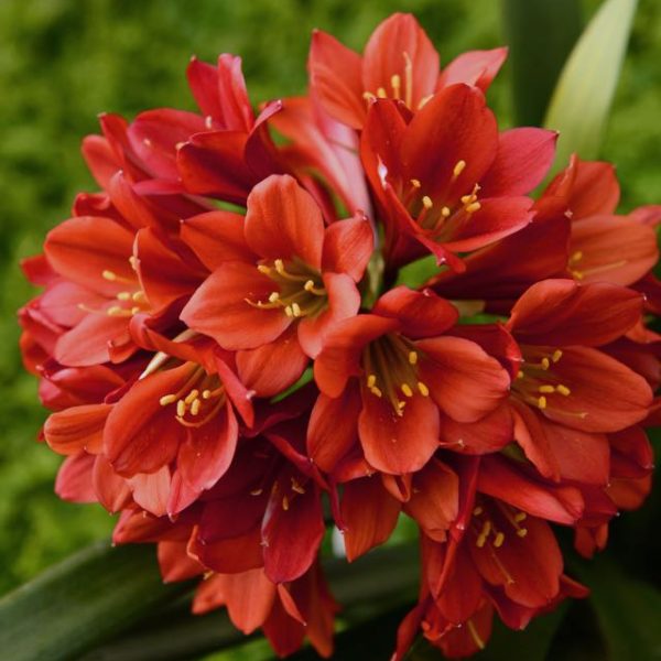 Clivia miniata