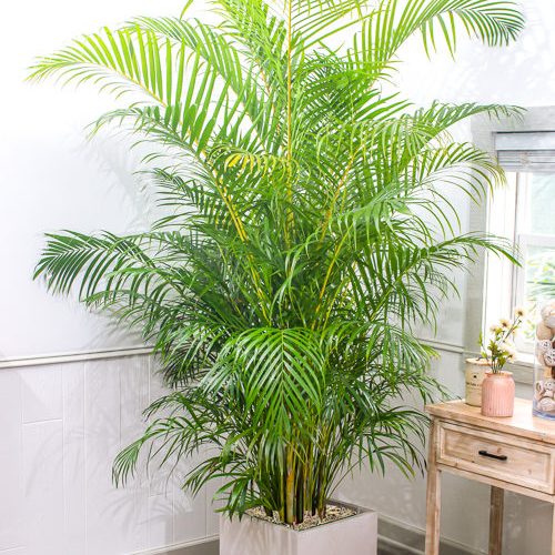 Areca Chrysalidocarpus
