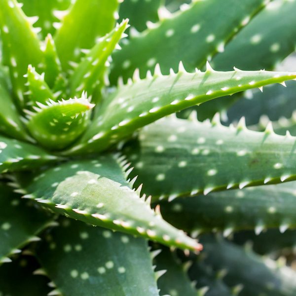 Aloe Vera